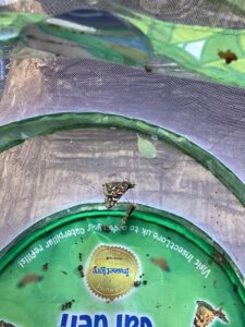 Children in the garden with a butterfly at Happy Days Penair