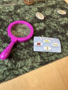 An activity about the transformation from caterpillar to butterfly